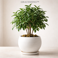 GRACESHING™ Verdant Haven Indoor Ficus Plant