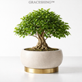 GRACESHING™ Timeless Canopy Bonsai Tree