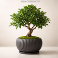 GRACESHING™ Verdant Harmony Bonsai  A quiet masterpiece of nature, sculpted into elegant balance.