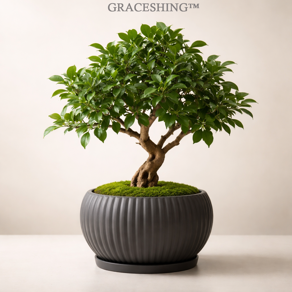 GRACESHING™ Verdant Harmony Bonsai  A quiet masterpiece of nature, sculpted into elegant balance.
