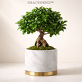 GRACESHING™ Imperial Marble Bonsai  A miniature tree with the elegance of sculpture and the spirit of nature.