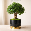 GRACESHING™ Twisted Crown Bonsai  A sculptural tree shaped by nature and refined by design.