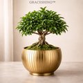 GRACESHING™ Golden Heritage Bonsai  A miniature tree rooted in tradition, presented with modern elegance.