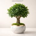 GRACESHING™ Infinity Weave Bonsai  A tree shaped by patience, elegance, and the quiet rhythm of nature.