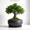GRACESHING™ Ancient Root Bonsai  A miniature tree that captures the quiet strength of nature.